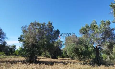 Land in Carovigno, Brindisi