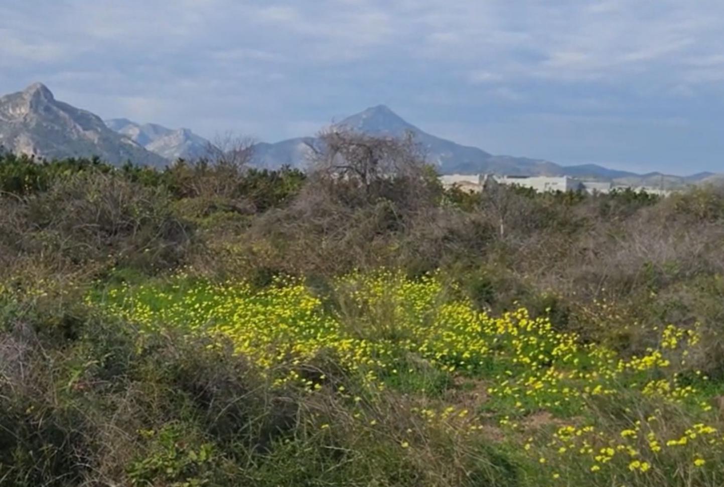 Land in Gandia, Valencia